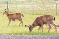Two bucks