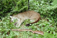 Cougar