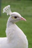 Head