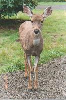 Momma Deer
