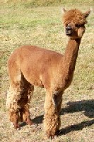 Alpaca