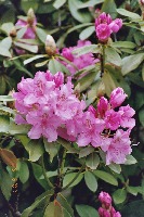 Pink Rhodies