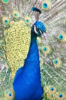 Head