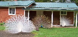 Peacocks at StarShine