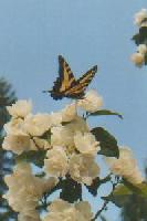 Tiger Swallowtail