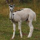Sheared Traum with collar