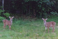 Two fawns
